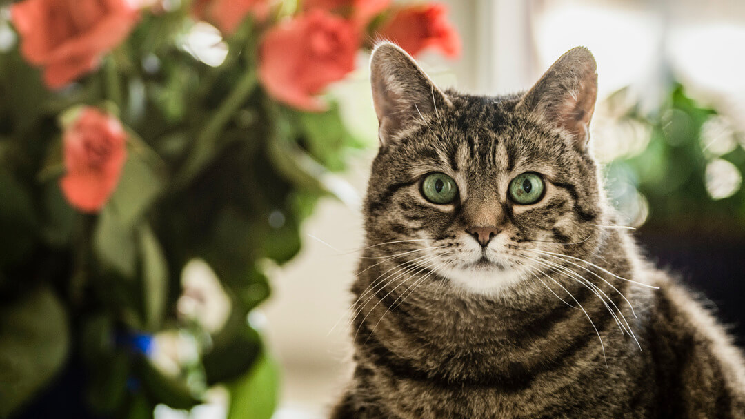 Cat staring at store me